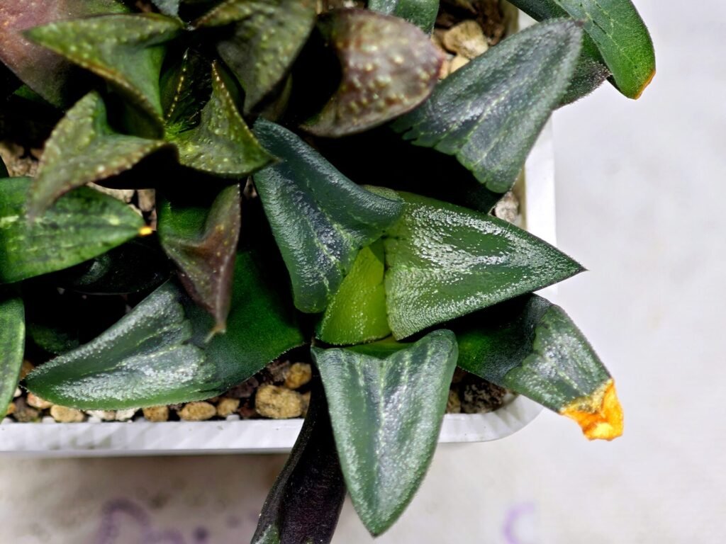 Haworthia MS194 Correcta Peter Variegated - 7