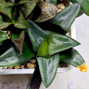 Haworthia MS194 Correcta Peter Variegated - 7