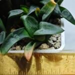 Haworthia MS195 Correcta Peter Variegated - 1