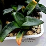 Haworthia MS195 Correcta Peter Variegated - 2