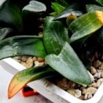 Haworthia MS195 Correcta Peter Variegated - 3