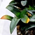 Haworthia MS195 Correcta Peter Variegated - 4