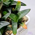 Haworthia MS195 Correcta Peter Variegated - 5