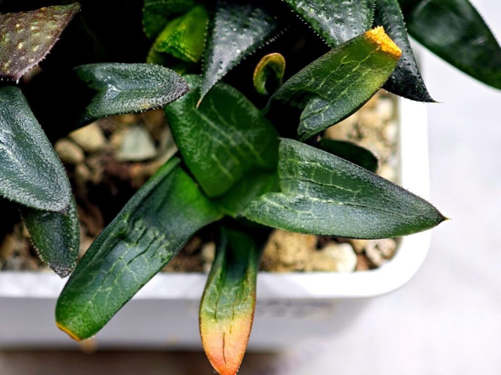 Haworthia MS195 Correcta Peter Variegated - 6