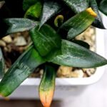 Haworthia MS195 Correcta Peter Variegated - 6