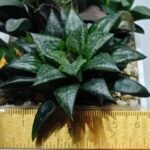 Haworthia MS196 Rock Sugar Hanasakigani - 1