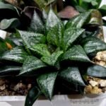 Haworthia MS196 Rock Sugar Hanasakigani - 2