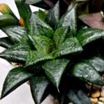 Haworthia MS196 Rock Sugar Hanasakigani - 3