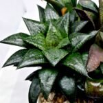 Haworthia MS196 Rock Sugar Hanasakigani - 4