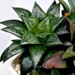 Haworthia MS196 Rock Sugar Hanasakigani - 5