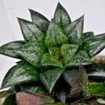 Haworthia MS196 Rock Sugar Hanasakigani - 6