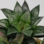 Haworthia MS196 Rock Sugar Hanasakigani - 7