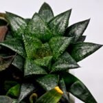 Haworthia MS196 Rock Sugar Hanasakigani - 8
