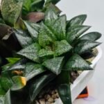 Haworthia MS196 Rock Sugar Hanasakigani - 9