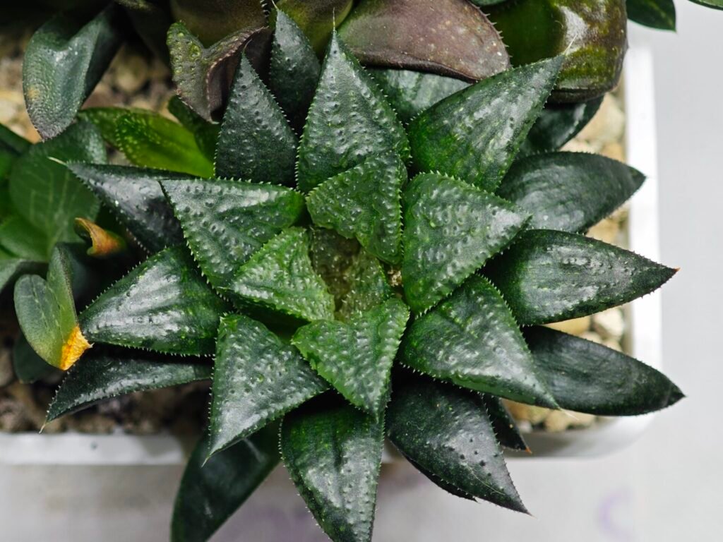 Haworthia MS196 Rock Sugar Hanasakigani - 10