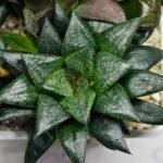 Haworthia MS196 Rock Sugar Hanasakigani - 10