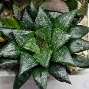 Haworthia MS196 Rock Sugar Hanasakigani - 10