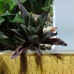Haworthia MS198 Koibito Splendens x Kohaku Obtusa Variegated - 1