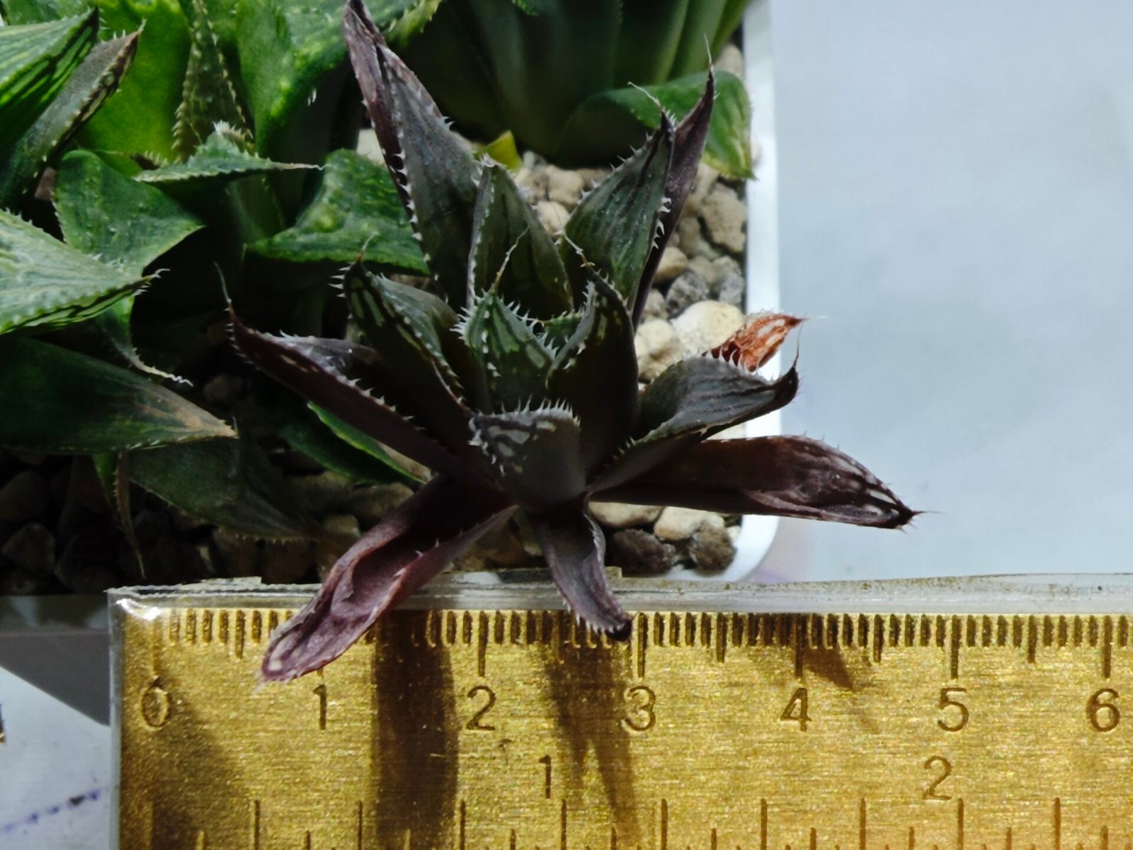 Haworthia MS198 Koibito Splendens x Kohaku Obtusa Variegated - 1