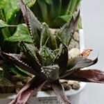 Haworthia MS198 Koibito Splendens x Kohaku Obtusa Variegated - 2