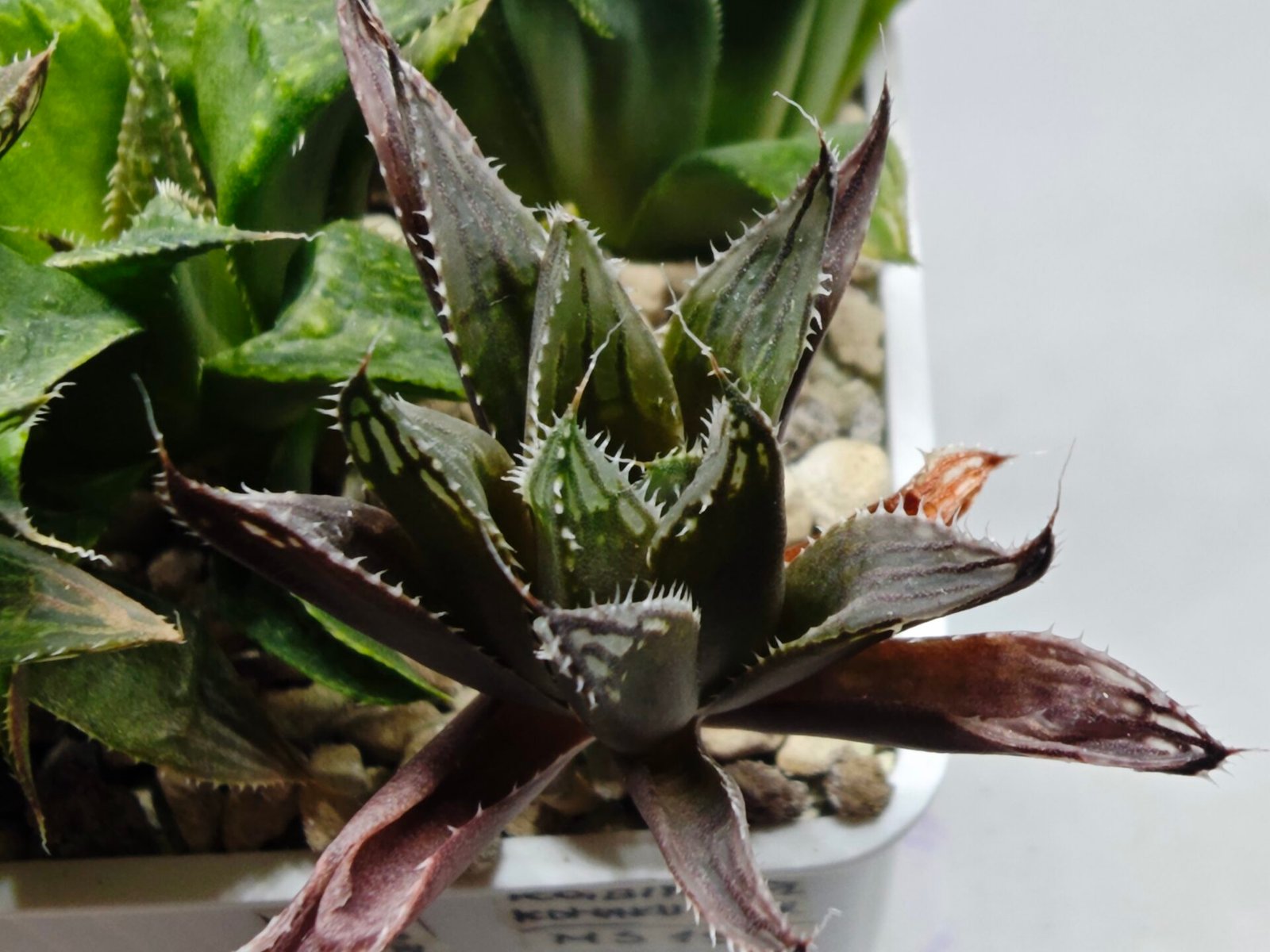 Haworthia MS198 Koibito Splendens x Kohaku Obtusa Variegated - 2