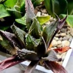 Haworthia MS198 Koibito Splendens x Kohaku Obtusa Variegated - 3