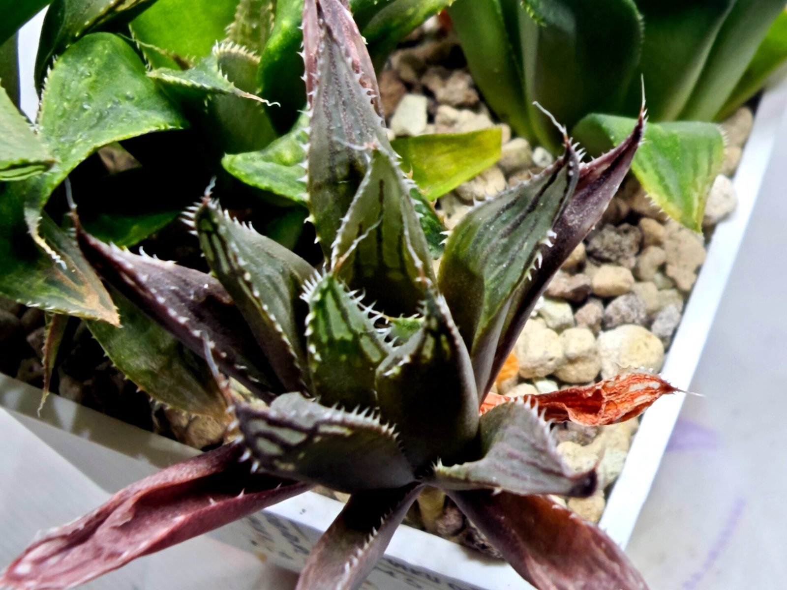 Haworthia MS198 Koibito Splendens x Kohaku Obtusa Variegated - 3