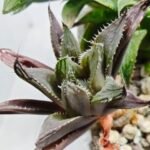Haworthia MS198 Koibito Splendens x Kohaku Obtusa Variegated - 4