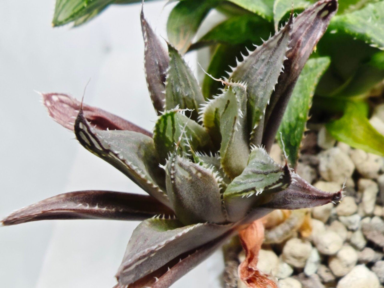 Haworthia MS198 Koibito Splendens x Kohaku Obtusa Variegated - 4