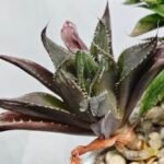 Haworthia MS198 Koibito Splendens x Kohaku Obtusa Variegated - 5