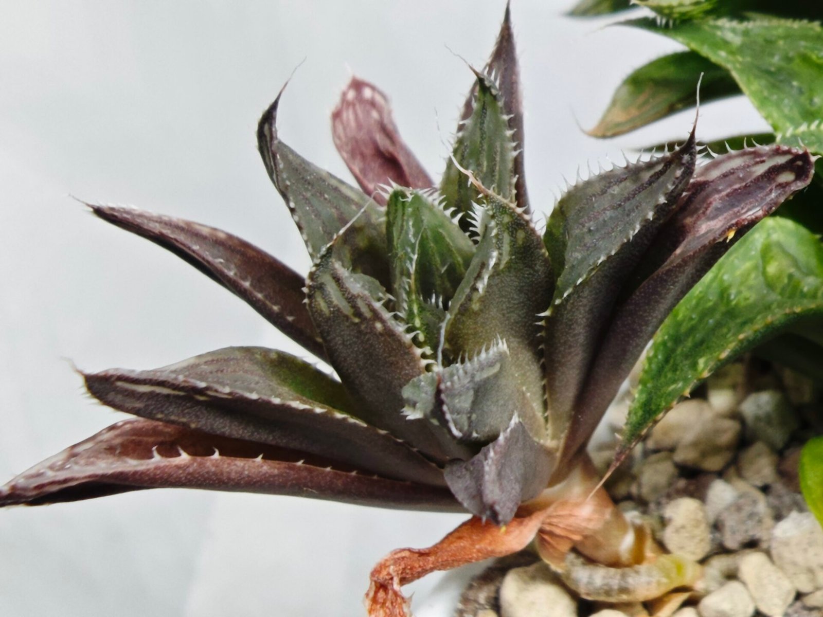 Haworthia MS198 Koibito Splendens x Kohaku Obtusa Variegated - 5