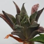 Haworthia MS198 Koibito Splendens x Kohaku Obtusa Variegated - 6