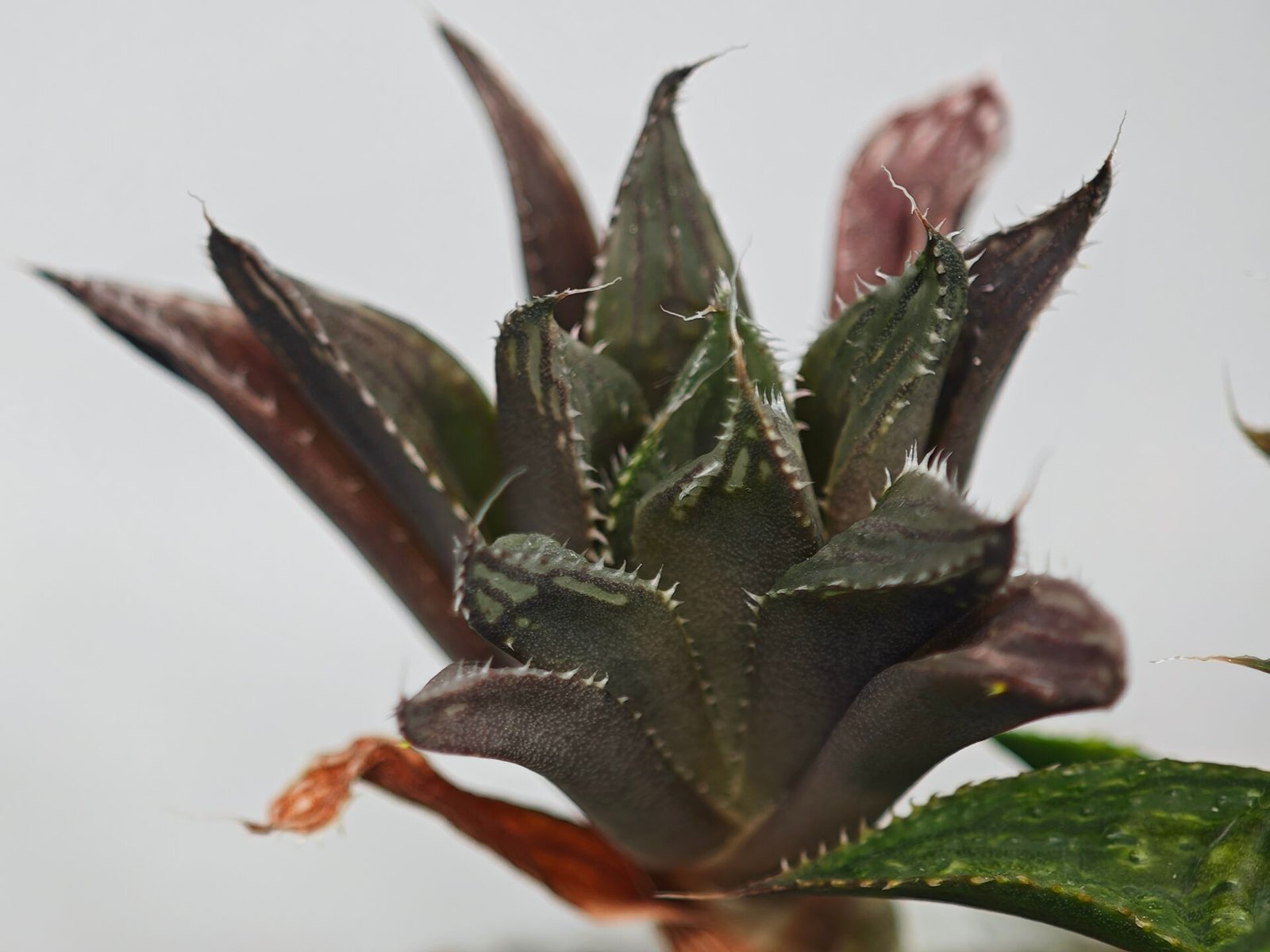 Haworthia MS198 Koibito Splendens x Kohaku Obtusa Variegated - 6