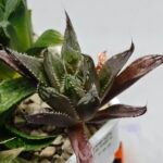 Haworthia MS198 Koibito Splendens x Kohaku Obtusa Variegated - 7