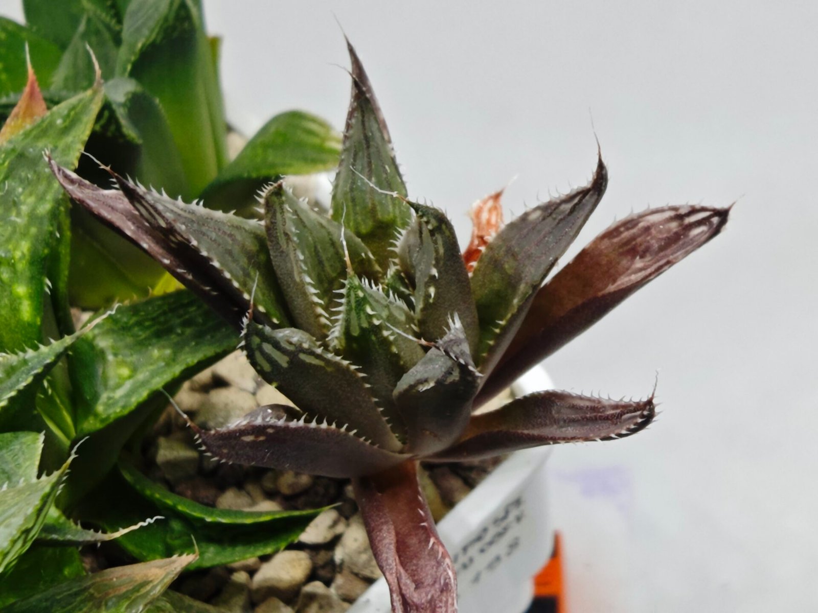 Haworthia MS198 Koibito Splendens x Kohaku Obtusa Variegated - 7
