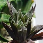Haworthia MS198 Koibito Splendens x Kohaku Obtusa Variegated - 8