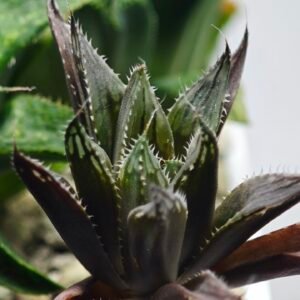 Haworthia MS198 Koibito Splendens x Kohaku Obtusa Variegated - 8