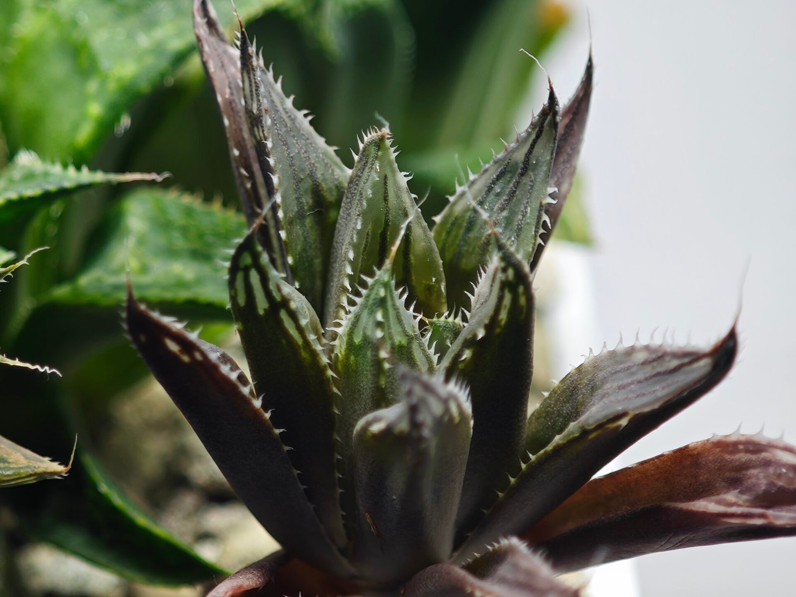 Haworthia MS198 Koibito Splendens x Kohaku Obtusa Variegated - 8