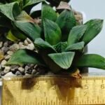 Haworthia MS199 Rouge Rain x RU-1 Variegated - 1