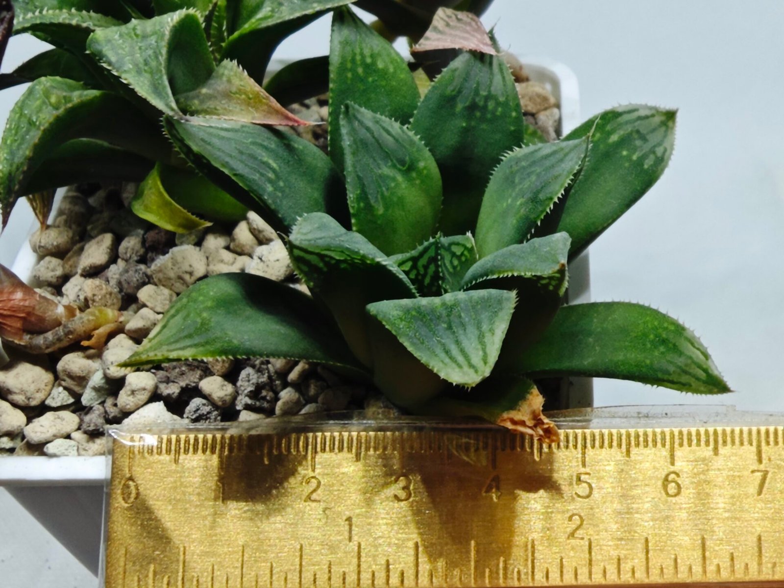 Haworthia MS199 Rouge Rain x RU-1 Variegated - 1
