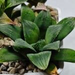 Haworthia MS199 Rouge Rain x RU-1 Variegated - 2
