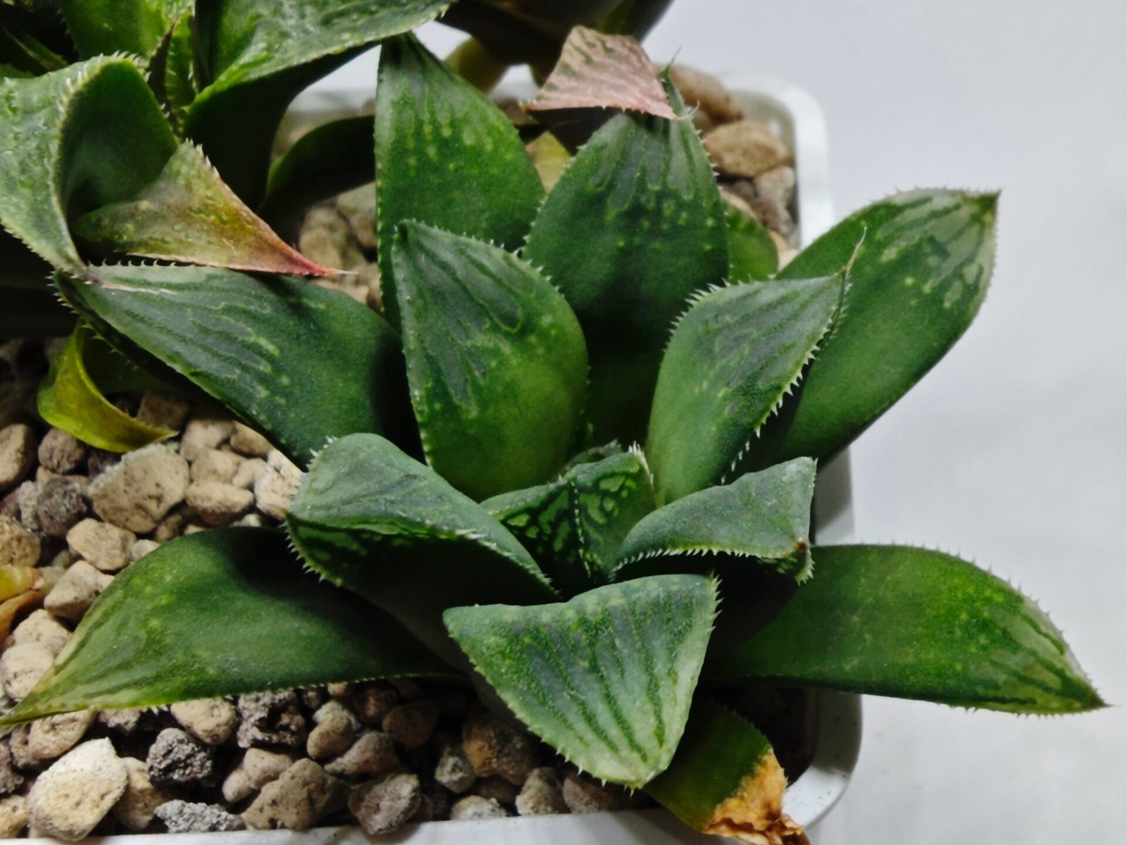Haworthia MS199 Rouge Rain x RU-1 Variegated - 2