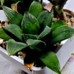 Haworthia MS199 Rouge Rain x RU-1 Variegated - 3