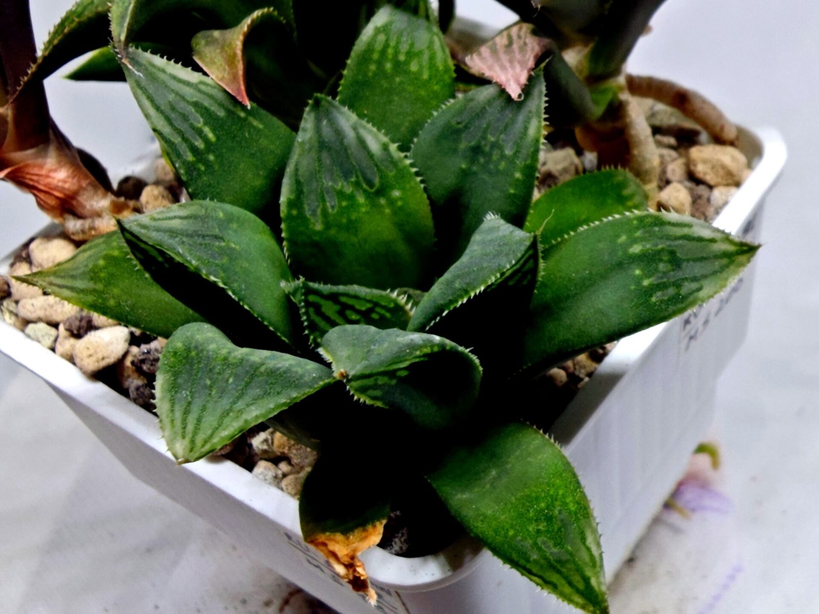 Haworthia MS199 Rouge Rain x RU-1 Variegated - 3