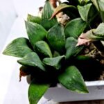 Haworthia MS199 Rouge Rain x RU-1 Variegated - 4