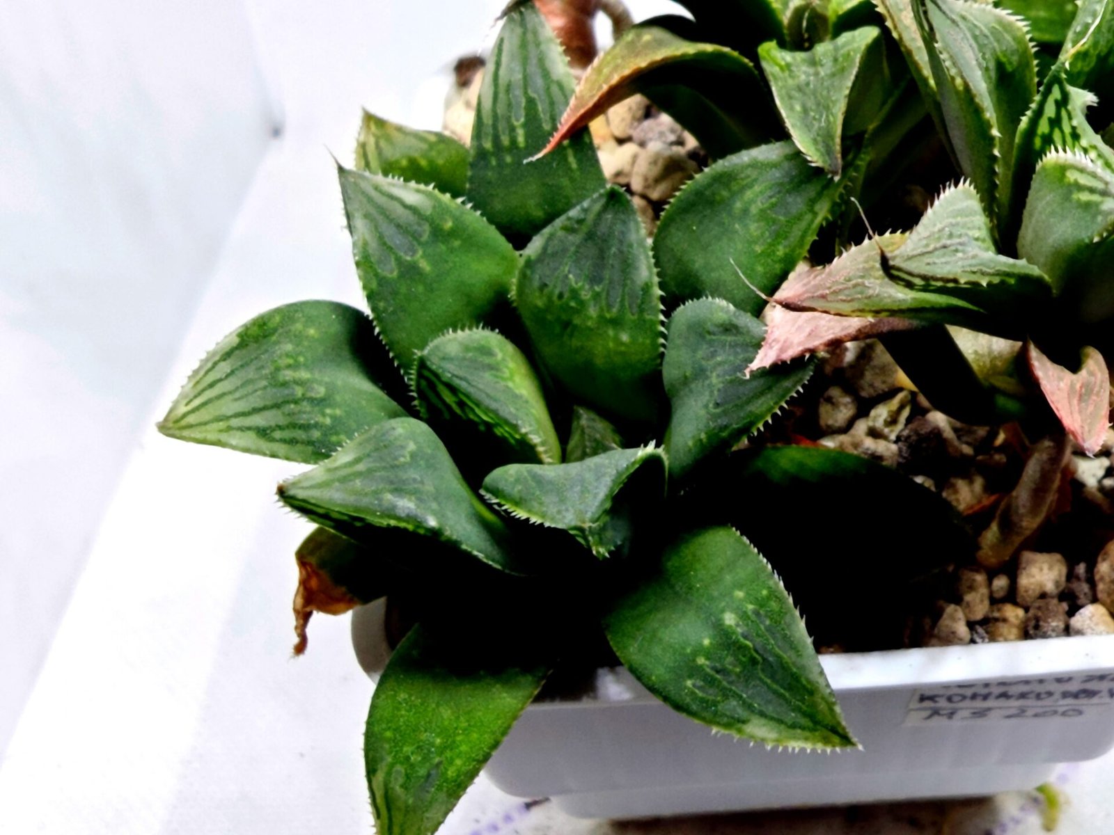 Haworthia MS199 Rouge Rain x RU-1 Variegated - 4