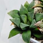 Haworthia MS199 Rouge Rain x RU-1 Variegated - 5