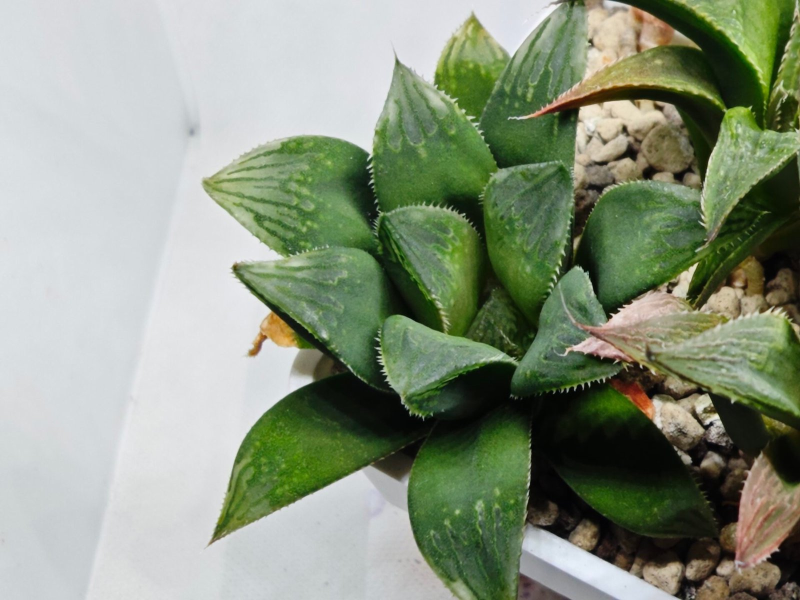 Haworthia MS199 Rouge Rain x RU-1 Variegated - 5