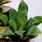 Haworthia MS199 Rouge Rain x RU-1 Variegated - 6