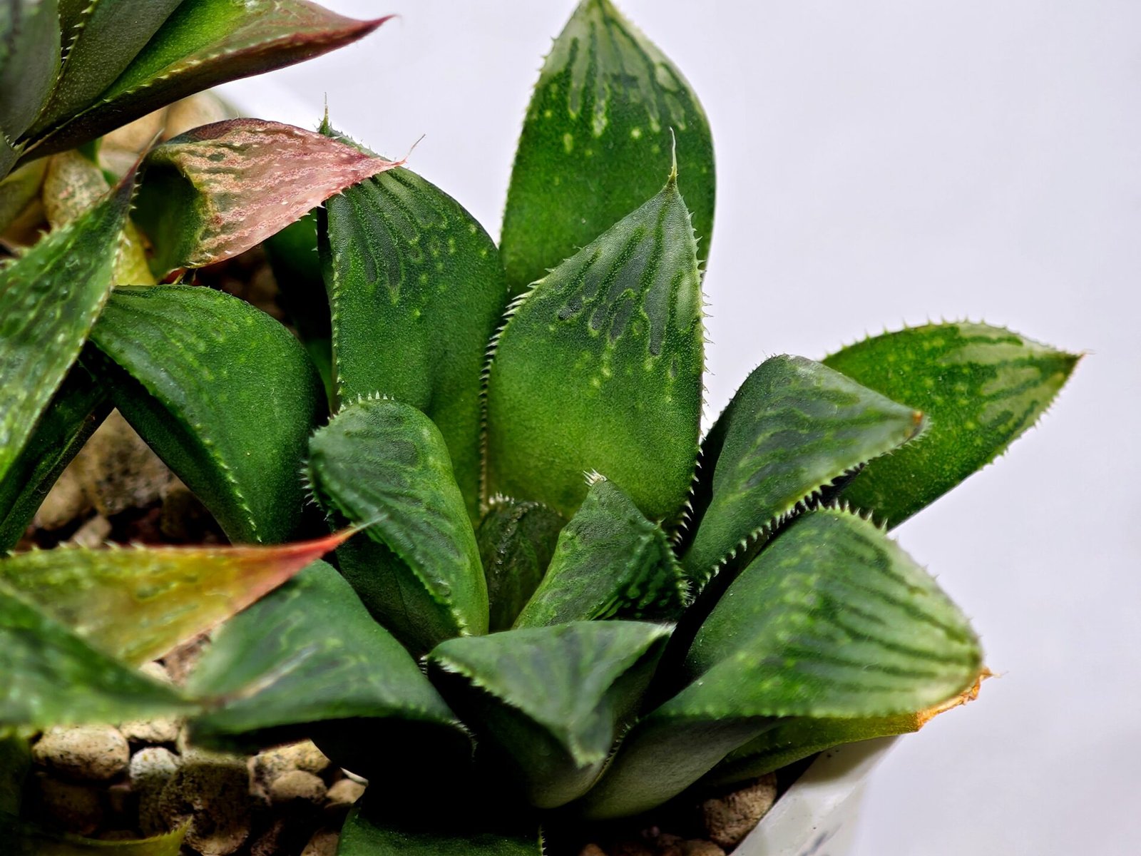 Haworthia MS199 Rouge Rain x RU-1 Variegated - 6